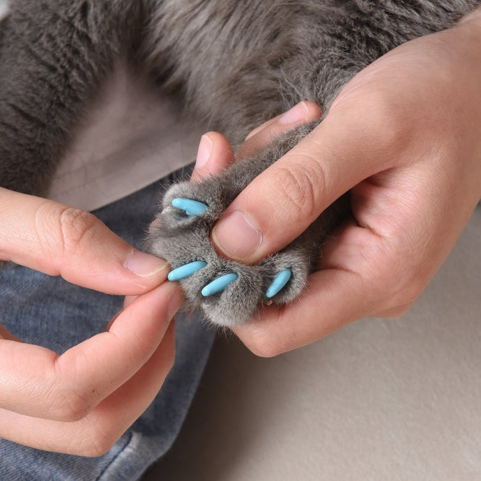Kitty Caps Nail Caps: Black With Gray Tips & Baby Blue, 40 Count – Fetch  for Pets